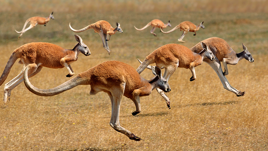 Kangaroos hopping across the field