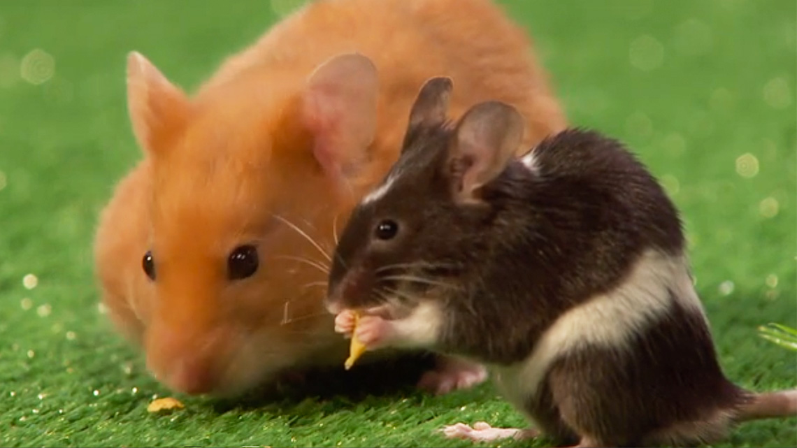 Tumbleweed the Hamster and Sal the rat eat seeds together