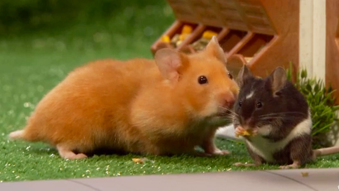 Sal the rat and Tumbleweed the Hamster eat seeds together