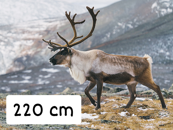 Barren-ground caribou that is 220 cm in length.