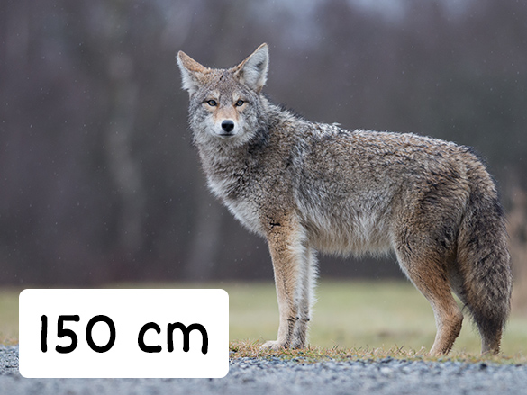 Coyote that is 150 cm in length.