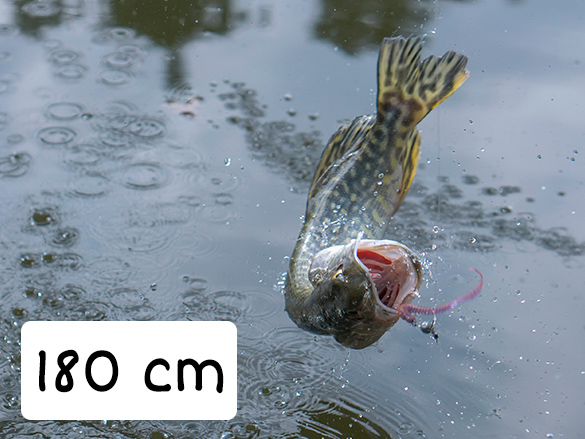 Muskellunge that is 180 cm in length