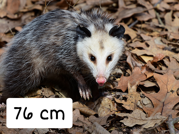 Opossum that is 76 cm in length