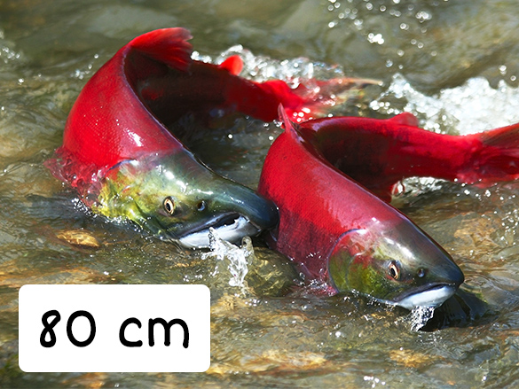 Sockeye fish that is 80 cm in length