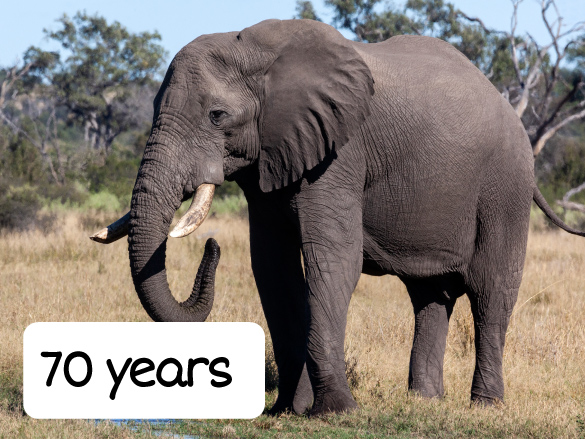 African bush elephant that is 70 years old