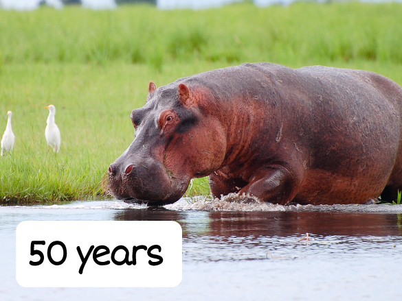 hippopotamus that is 50 years