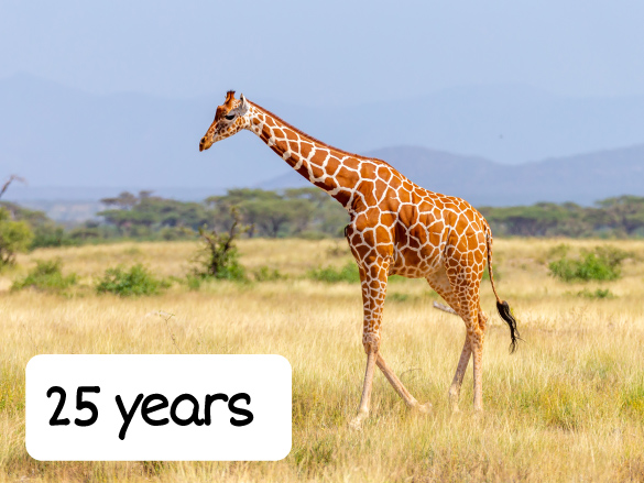 Northern Giraffe that is 25 years old