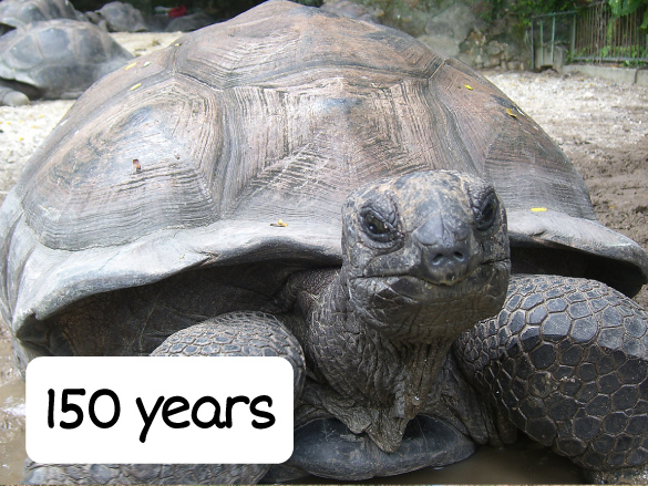 Tortoise that is 150 years old