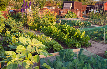 An outdoor community garden during the summertime. It contains various vegetables, fruit and herb plants.