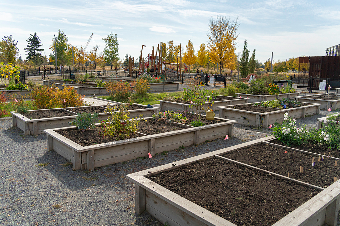 An outdoor community garden. Rectangular planters are set up in rows, each containing a different type of plant.