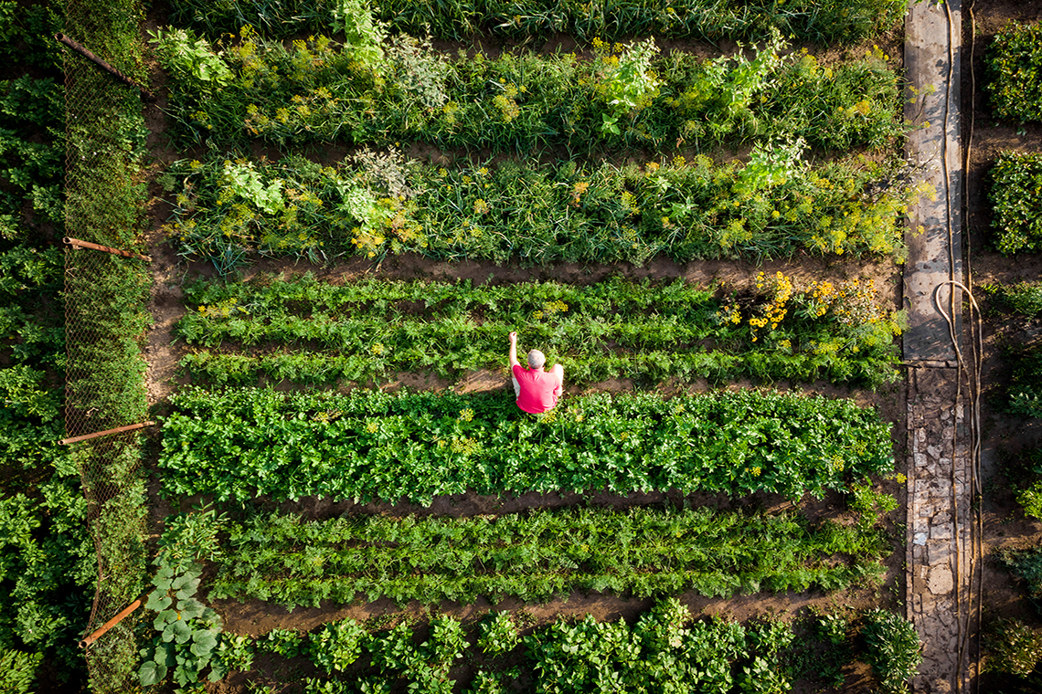 An aerial view of a garden plot. There are many different vegetable patches, are organized in parallel lines.