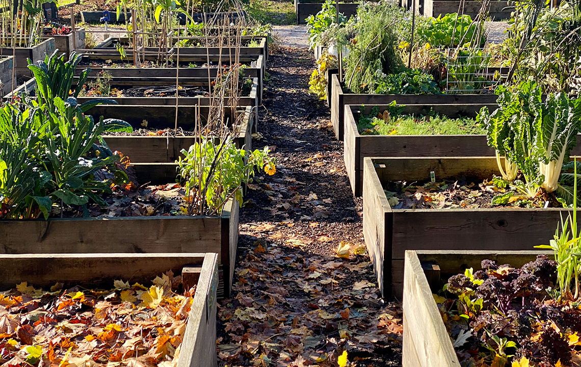An outdoor community garden. Rectangular planters are set up in straight rows. Each planter contains different types of plants.