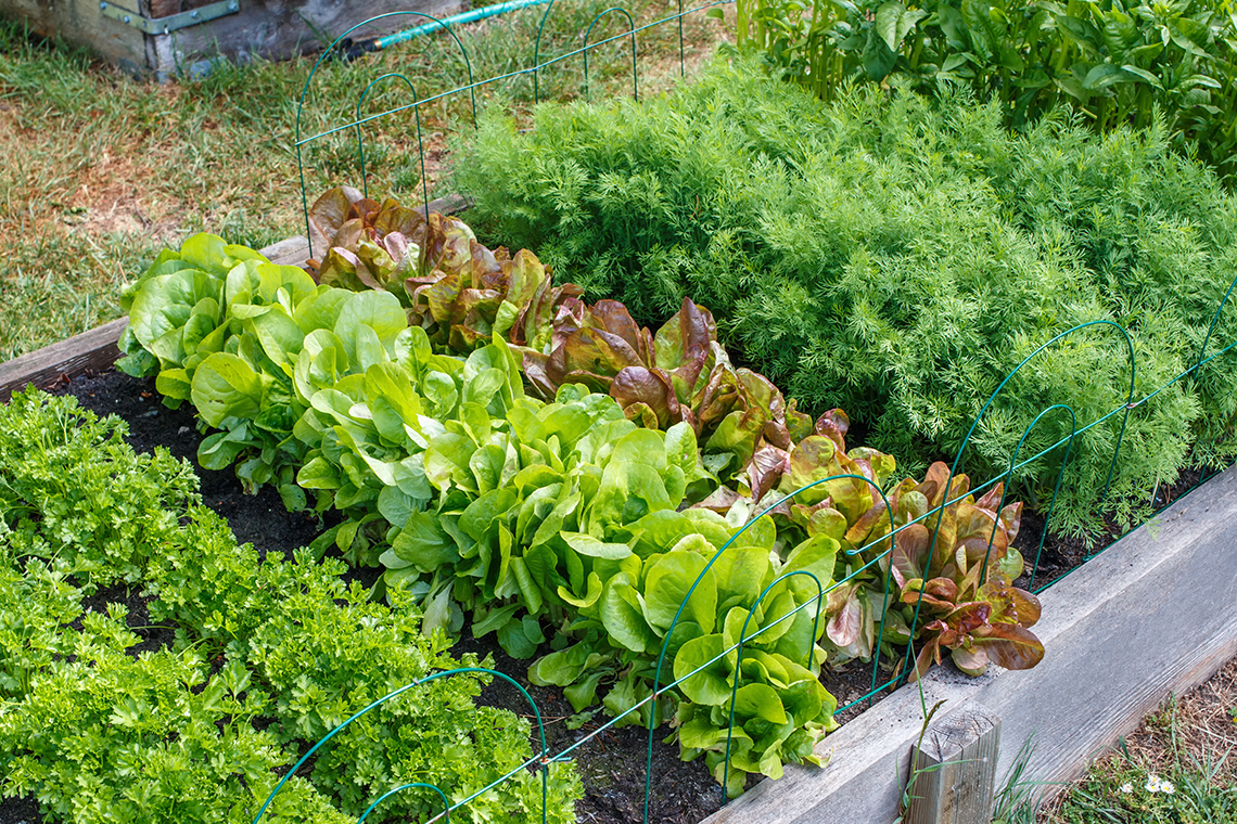 Rows of green vegetables grow in sections in an urban community garden.
