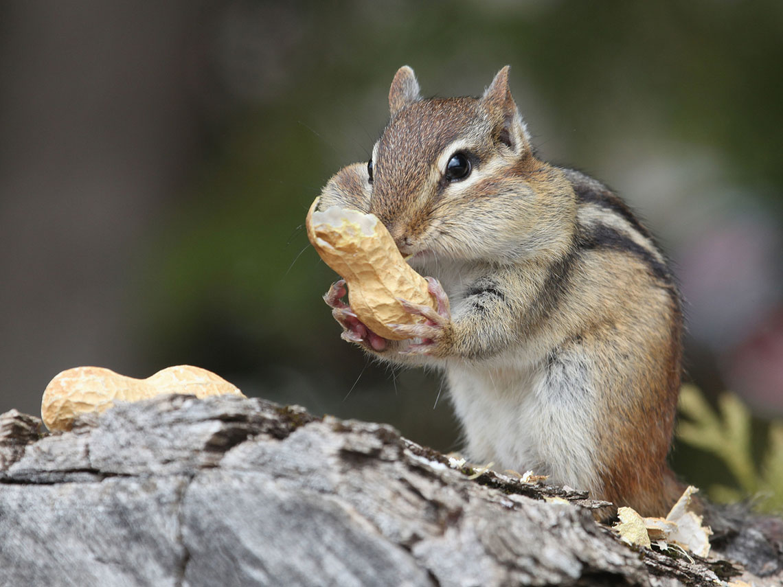 There is a chipmunk stuffing its cheeks with peanuts.