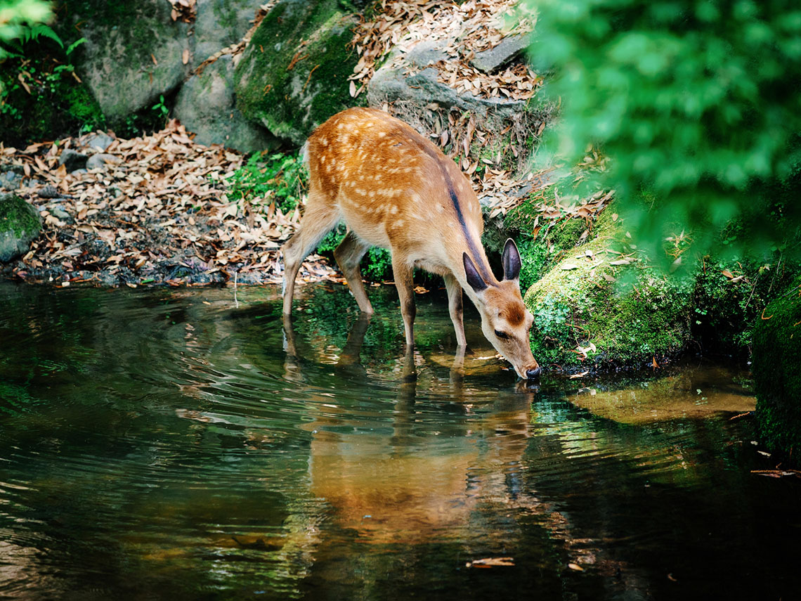 There is a deer drinking water from a stream.