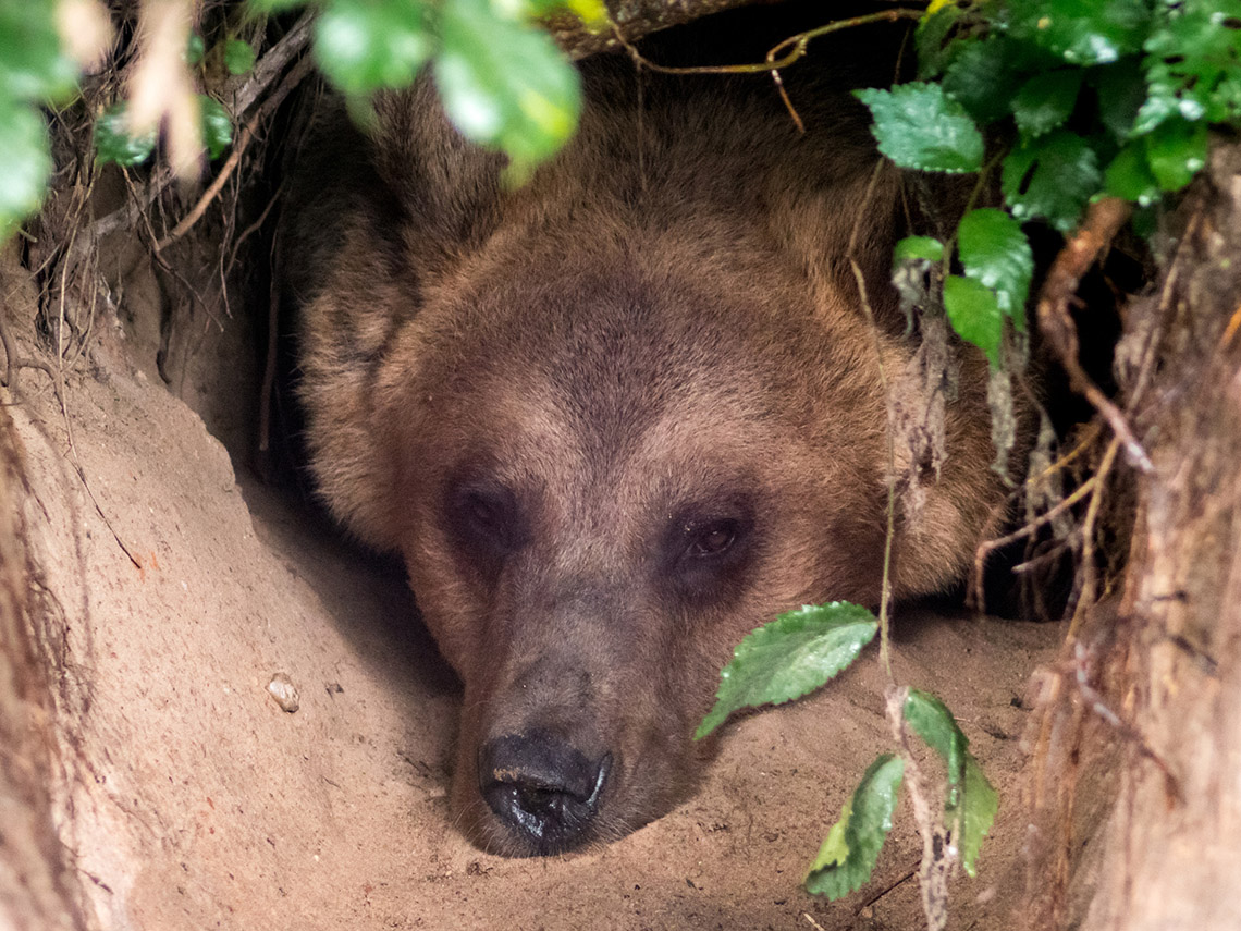 There is a brown bear lying in a den.