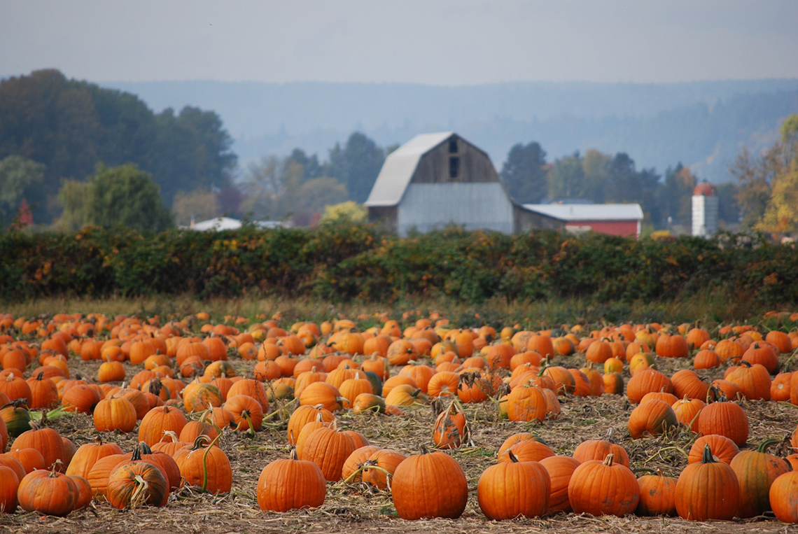 Pumpkin Patch A pumpkin field. There are
several rows of large pumpkins