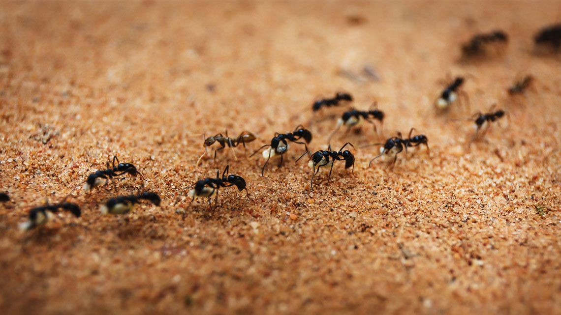 A colony of ants moving together.