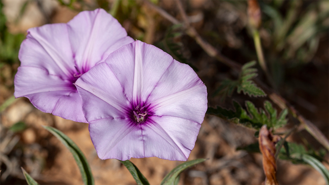 Pentagon-shaped flower