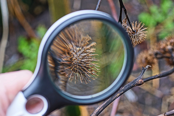 Magnifying Glass