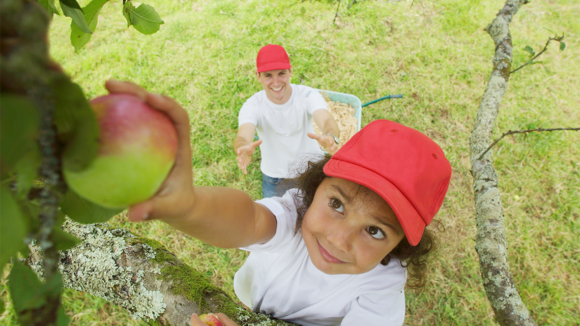 A child climbing a tree to pick an apple while an adult watches from below.
