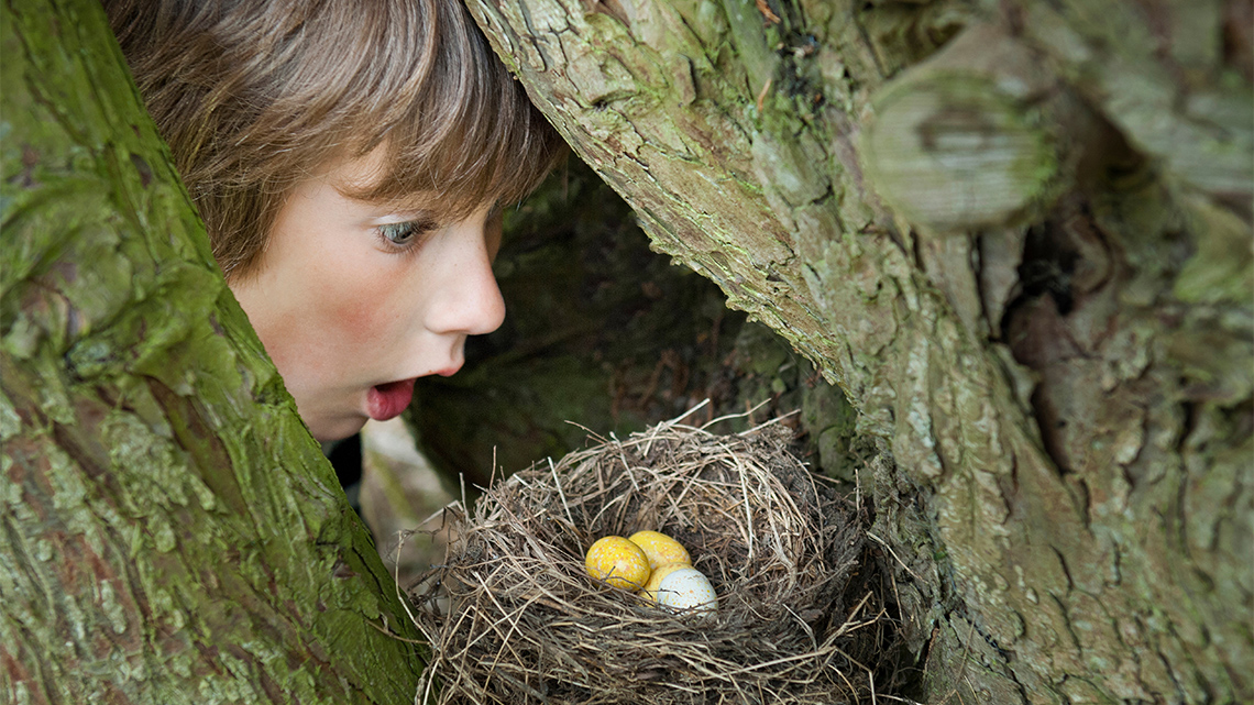 A child looking at a bird's nest containing eggs.