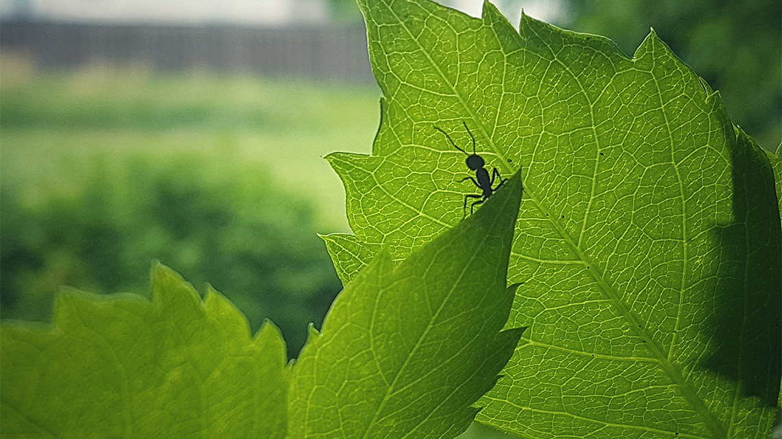An ant on a leaf