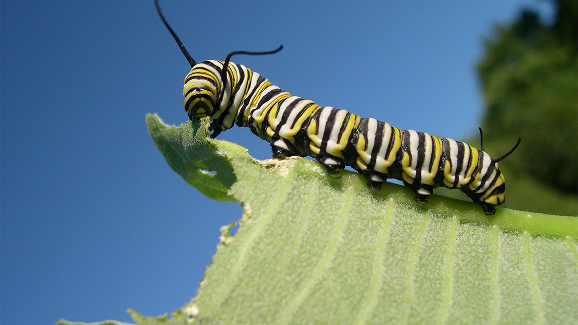 Caterpillar on a leaf