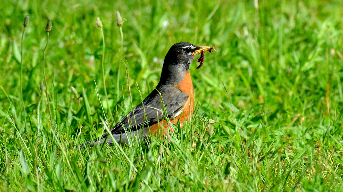 A robin standing in the grass with a worm in its mouth