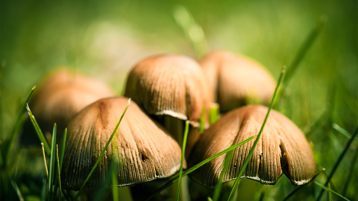 A cluster of mushrooms in the grass