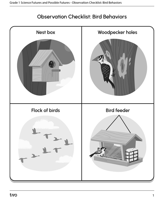 Observation Checklist: Bird Behaviours