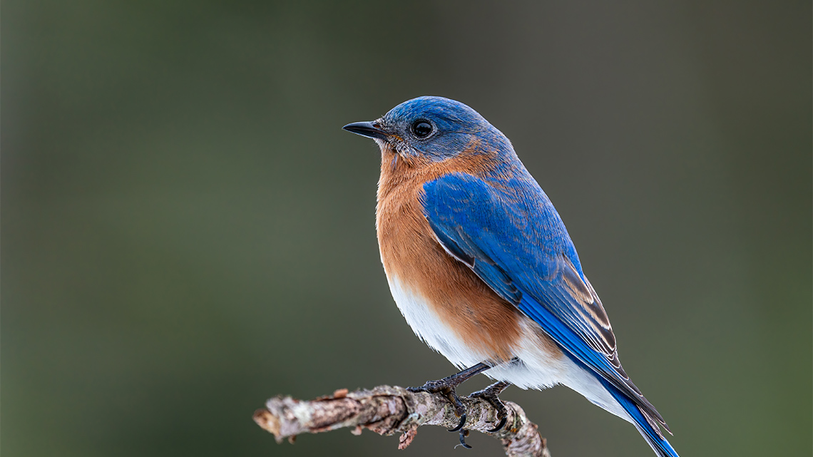 A small bird with a round head, and feathers that are blue, red and white.