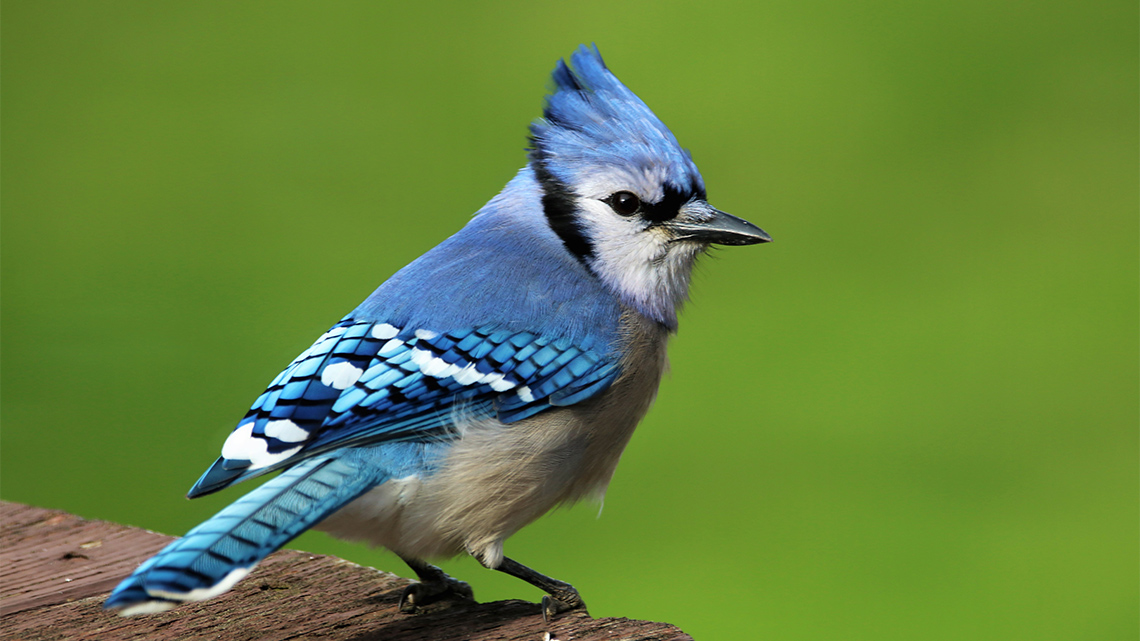 A bird with a pointed head, blue feathers and black and white striped feathers.