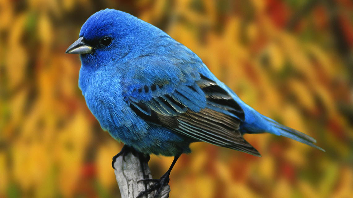 A small bird that is mostly covered in blue feathers.