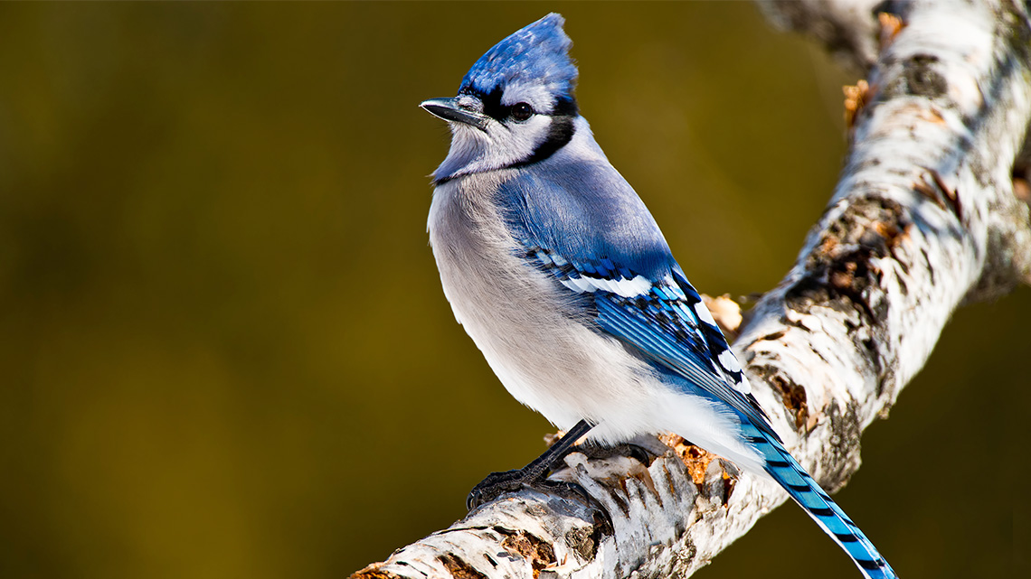 A blue jay standing on a branch.