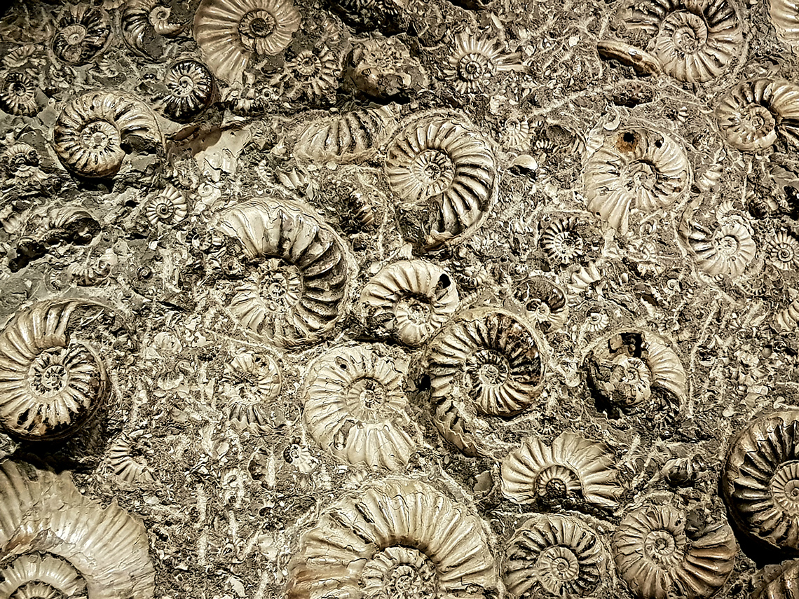 A rock full of fossils with spiral shells.