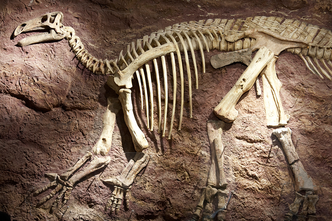 A dinosaur fossil that includes the entire skeleton of the dinosaur. It has a long neck, a big body, a long tail, and four long legs.