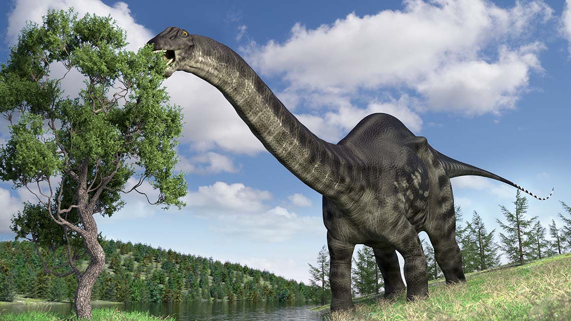 A tall Brontosaurus dinosaur has a long neck, a very long tail, and a small head. It is eating leaves from the top of a tall tree.