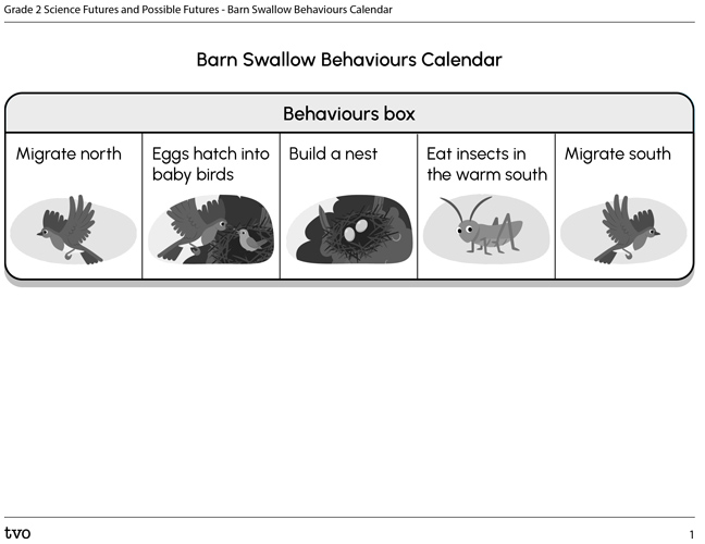 Barn Swallow Behaviours Calendar