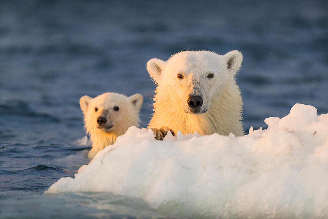 An adult polar bear holds on to a small iceberg in the water as their cub floats behind them on a cold sunny day.