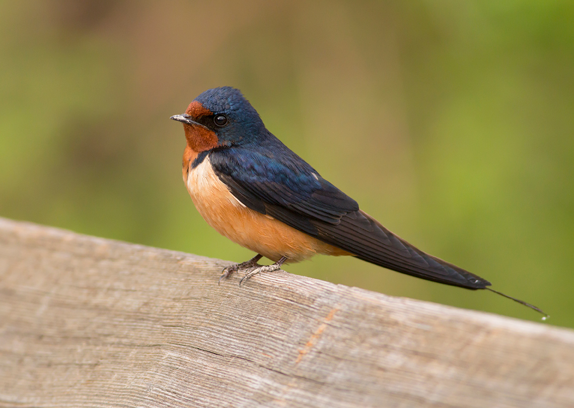 A barn swallow perches on top of a piece of wooden fence outside in a meadow.
