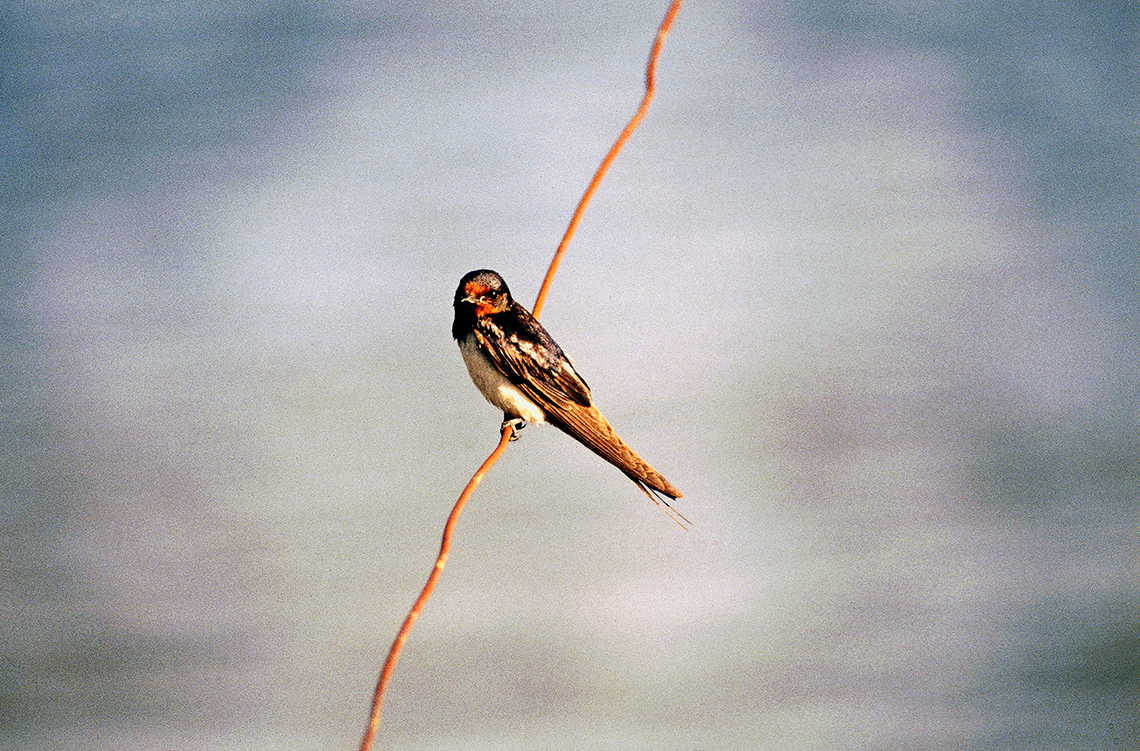 A barn swallow perches on a tall, skinny stick outside on a sunny day.