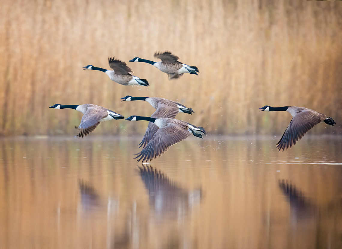 A flock of six Canada geese fly low over a body of water. One of the geese is slightly touching the water with its wing as they fly over.