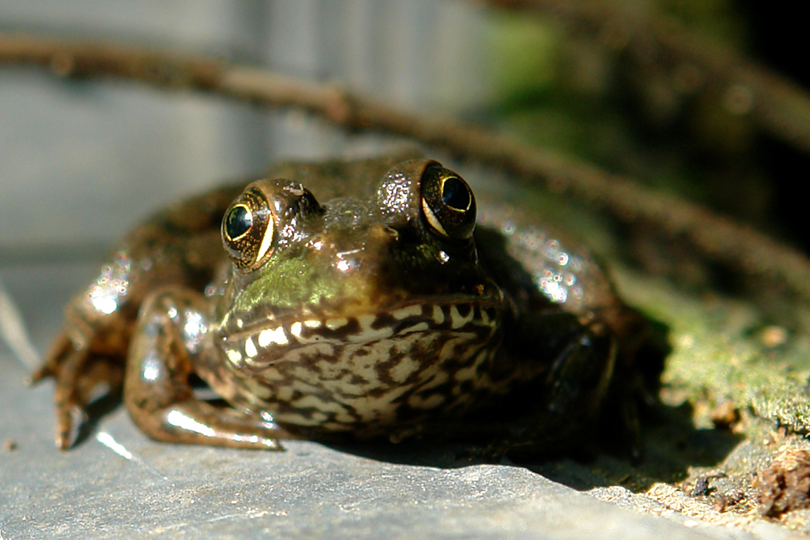 A closeup view of a bullfrog sitting on a rock in front of some leaves and moss.