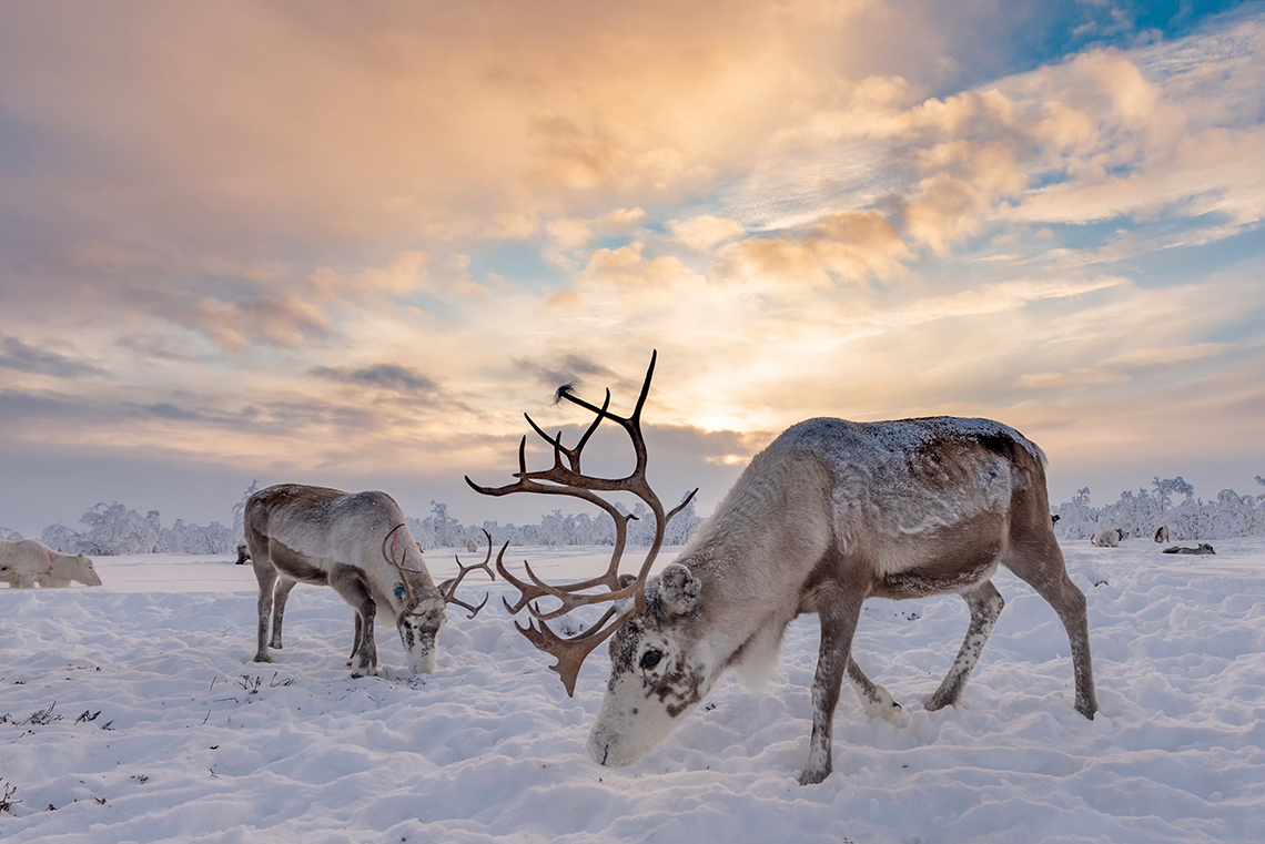 Two caribou grazing in a snowy field in the far north on a cold, partly cloudy day. Both caribou have large antlers on their heads.
