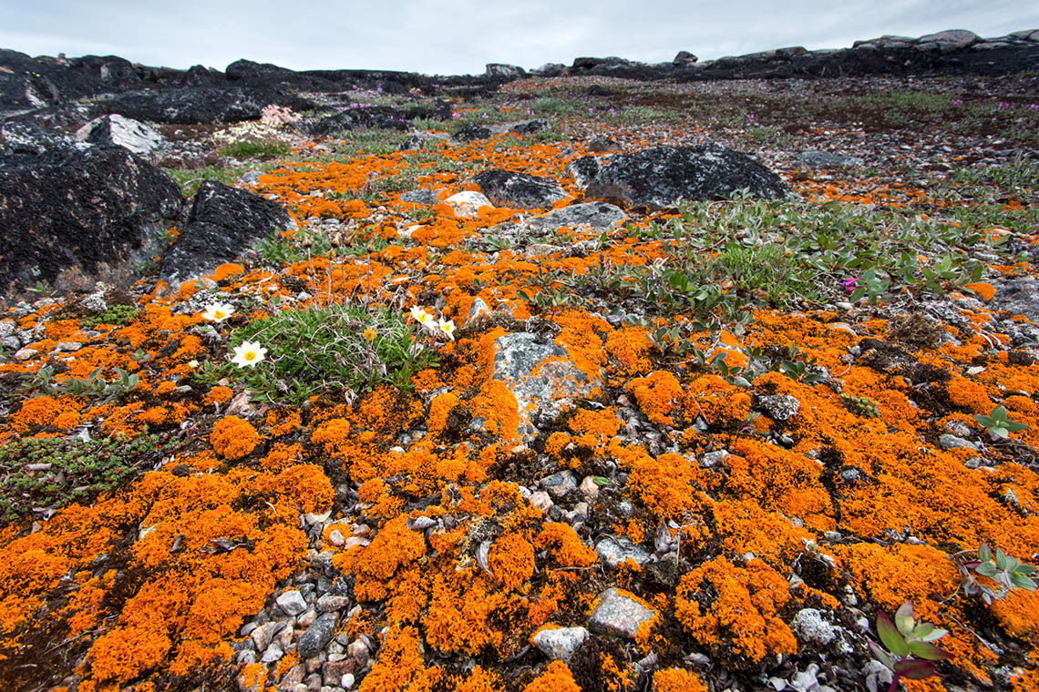 A field in the arctic tundra with rocks, flowers, and grasses. The rocks are covered with lichen, which is a coloured, spongy substance.