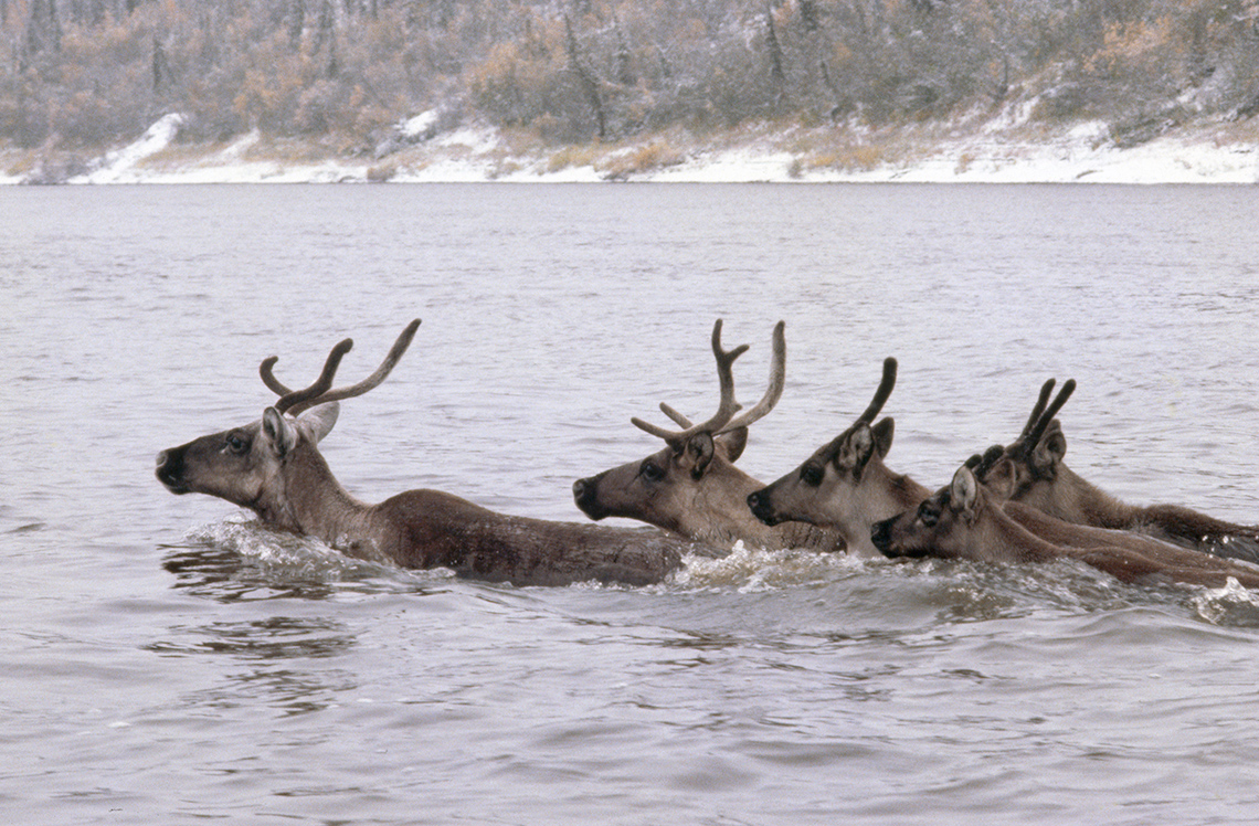 Five caribou swimming across a lake on a cold winter day. Snow, brush, and trees are shown on the shore in the background.