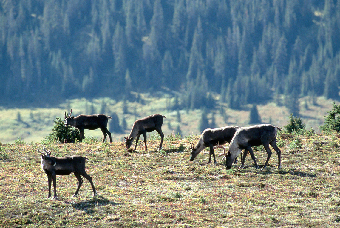 A herd of caribou graze in a grassy field on top of a hill on a sunny day. A valley with tall evergreen trees is shown in the background.