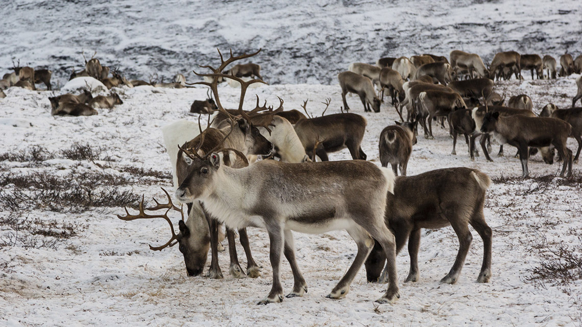 A herd of caribou grazing on the snowy tundra in the arctic on a cold cloudy day. A smaller herd of caribou stand apart from the main herd.