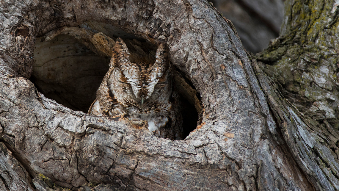 An eastern screech owl sits sleeping in a hollowed-out tree. Its feathers match the colour of the tree and camouflages the owl from sight.